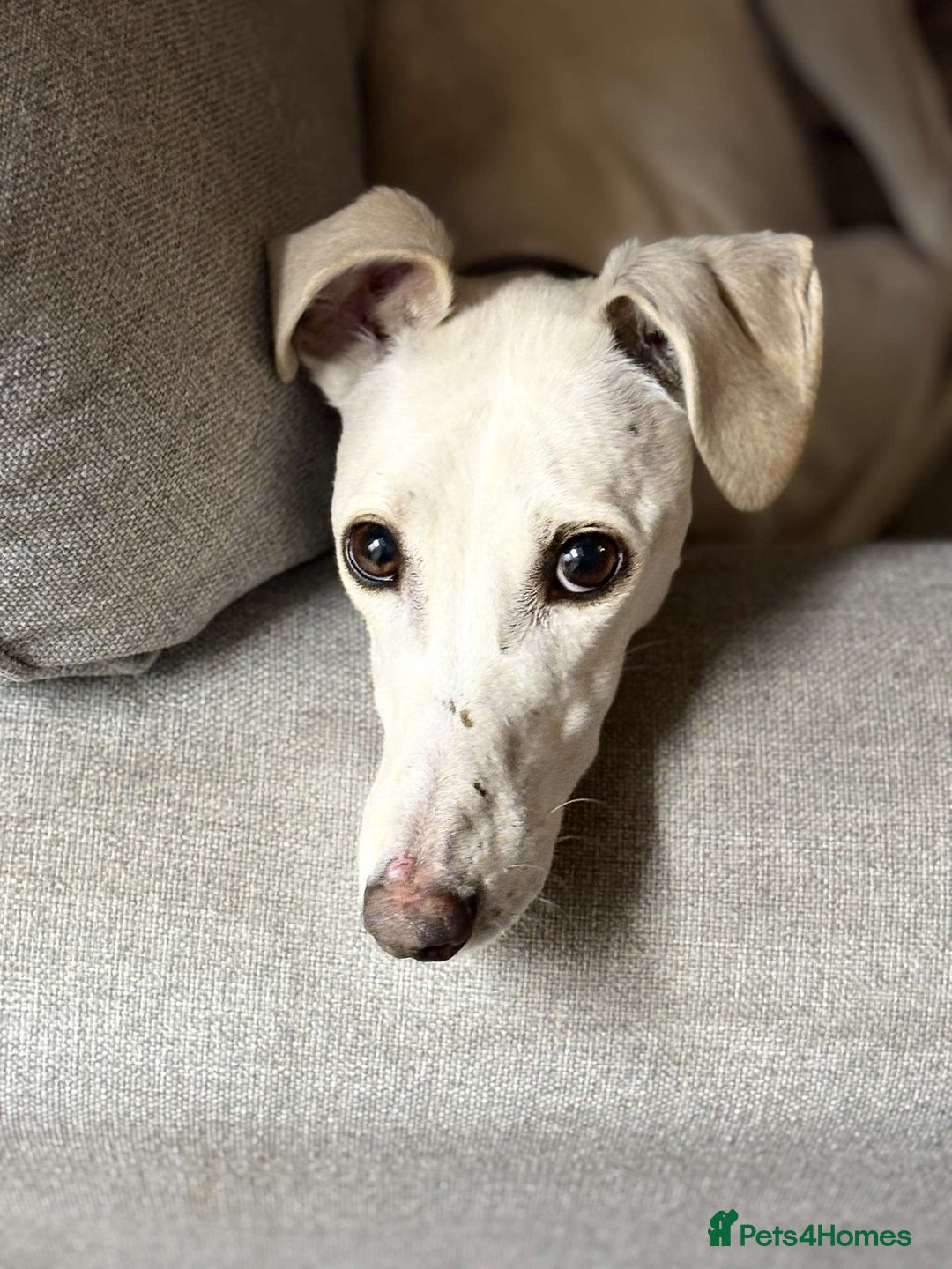 Mixed Breed dogs for sale: Sulki/ greyhound  - Image 3