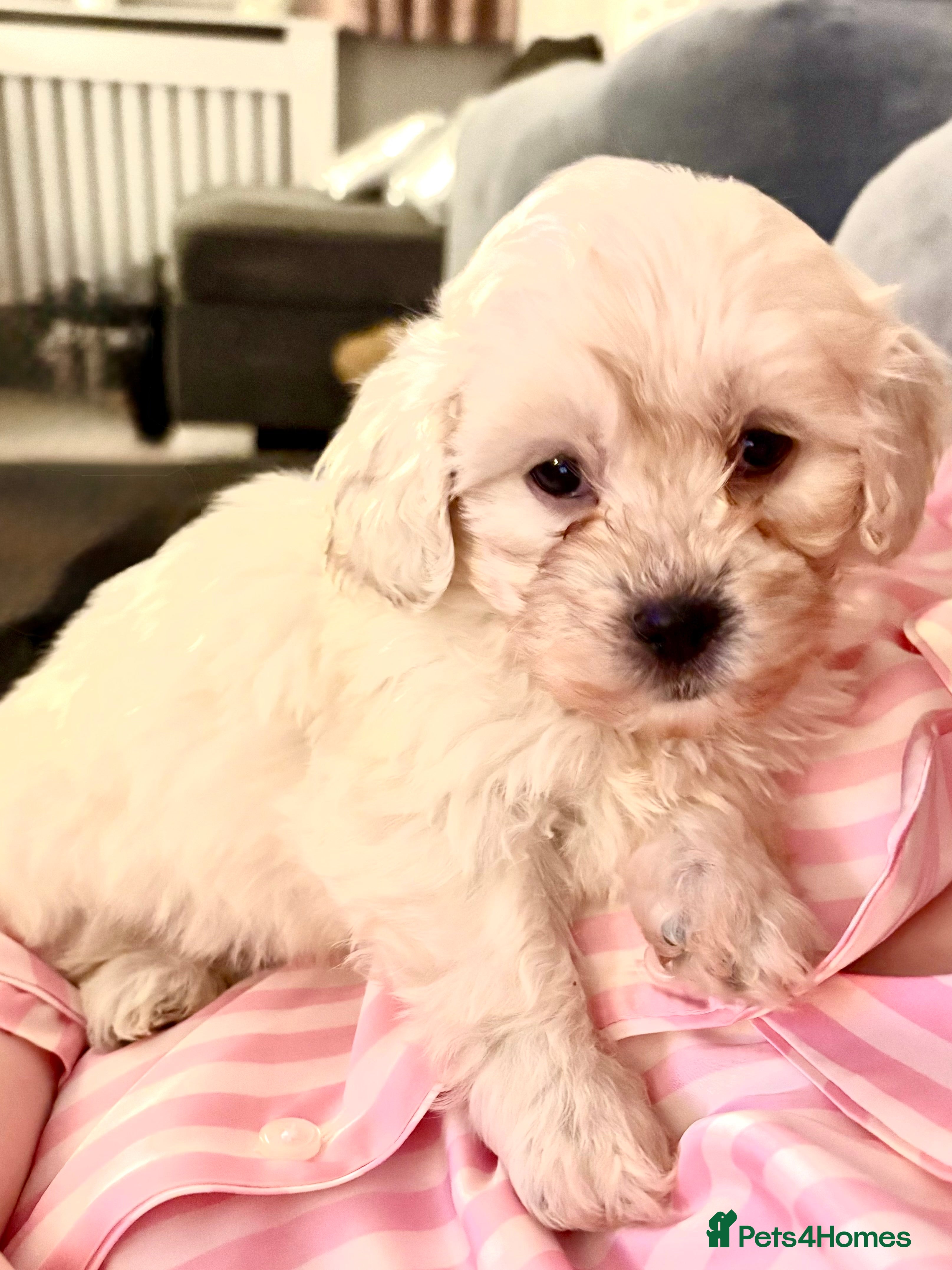 Shihpoo dogs 🩵 1 Male Shihpoo puppy for sale 🩵 - Advert 6