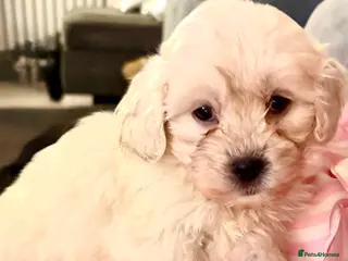 Shihpoo dogs 🩵 1 Male Shihpoo puppy for sale 🩵 - Advert 6