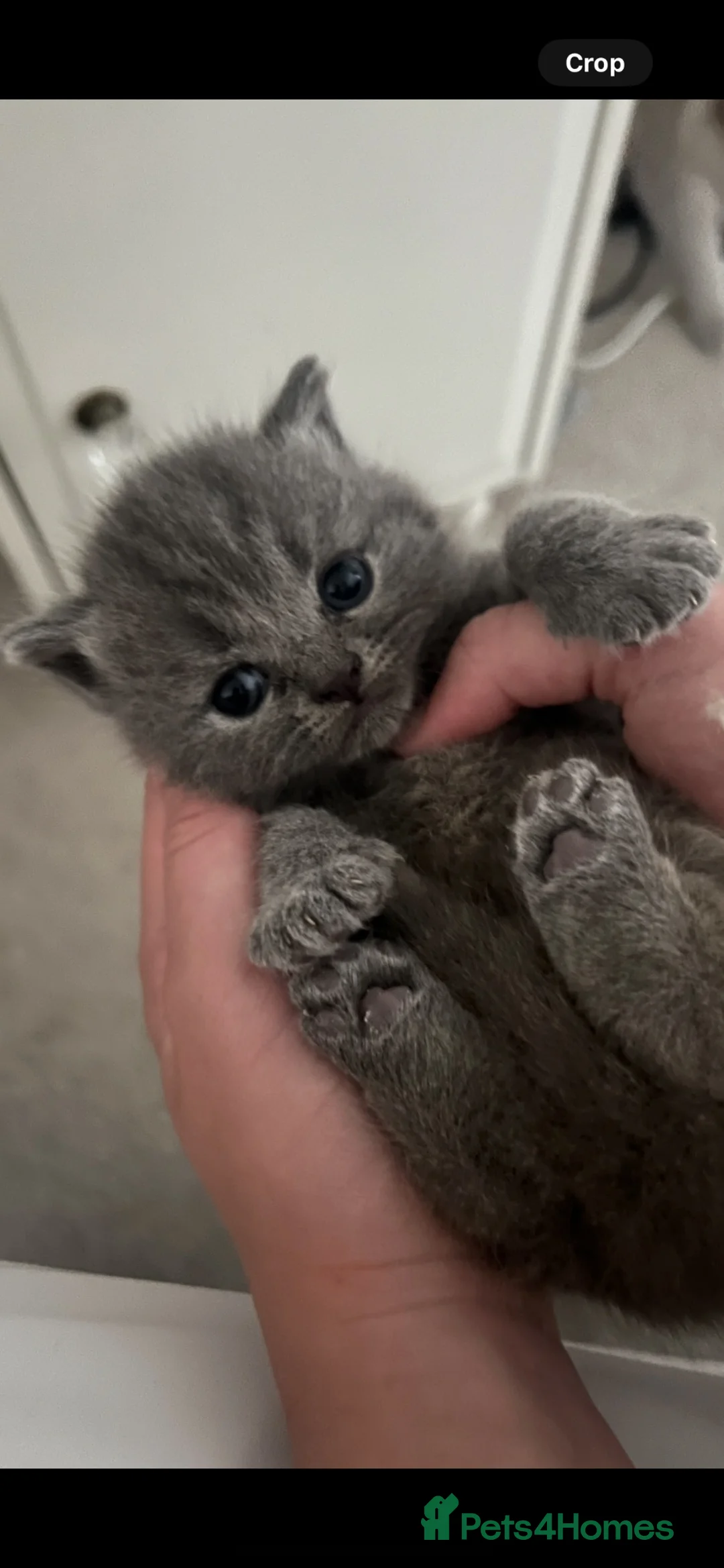 British Shorthair cats for sale: Half British short hair kittens - Advert 2