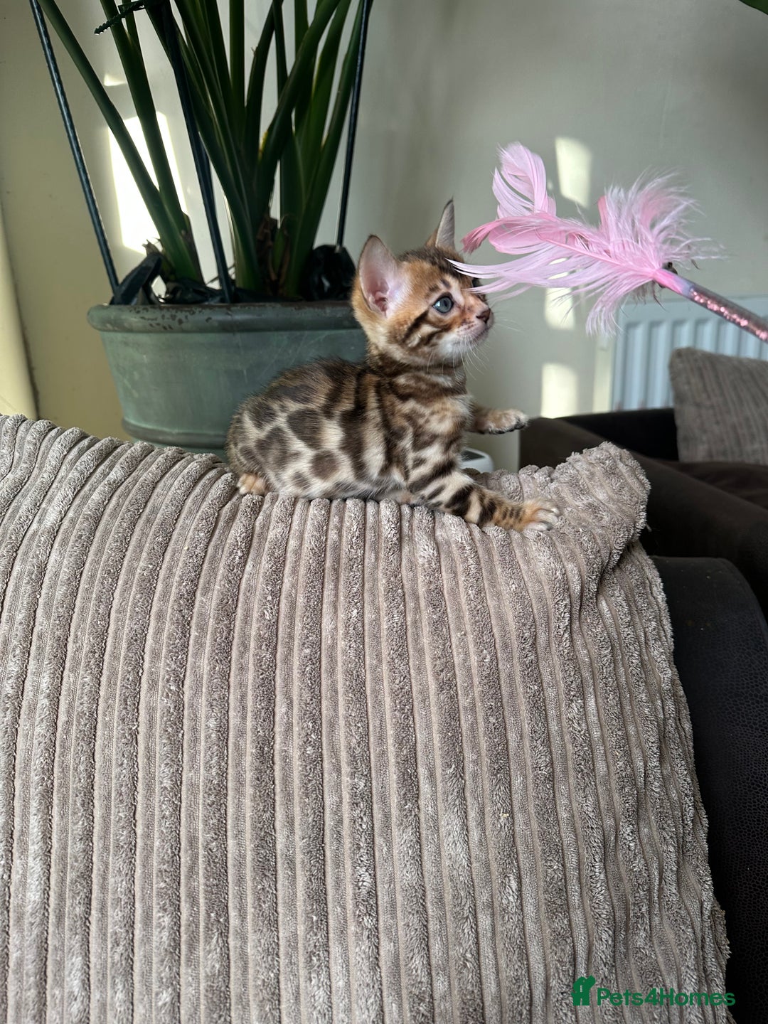 Bengal cats for sale: TICA Bengal kittens for sale . 🐱 - Image 18