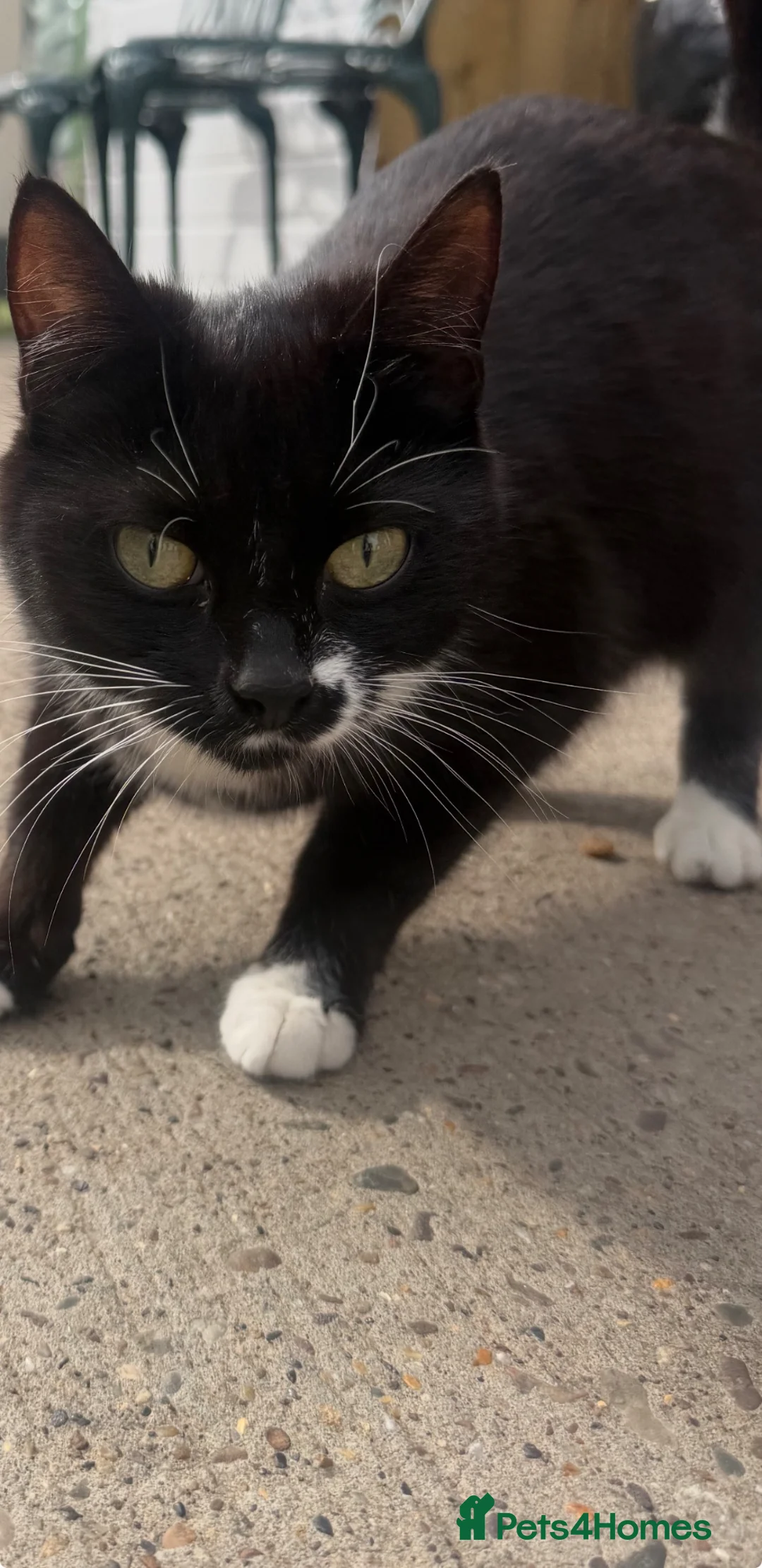 Mixed Breed cats for sale: Kittens for sale  - Advert 2