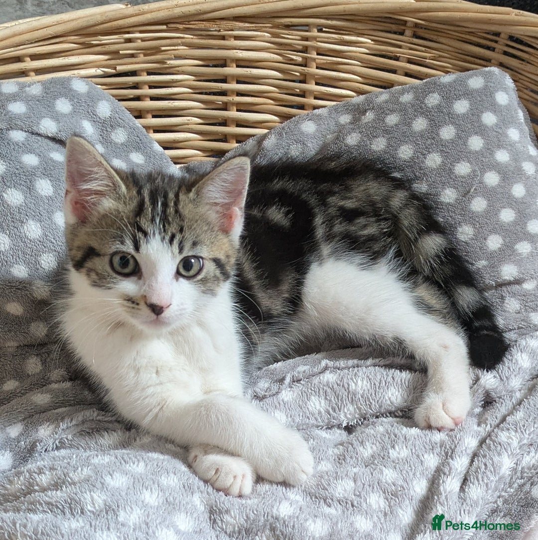 Domestic Shorthair cats for sale: Two Kittens Looking For Their Forever Home £25 - Image 6
