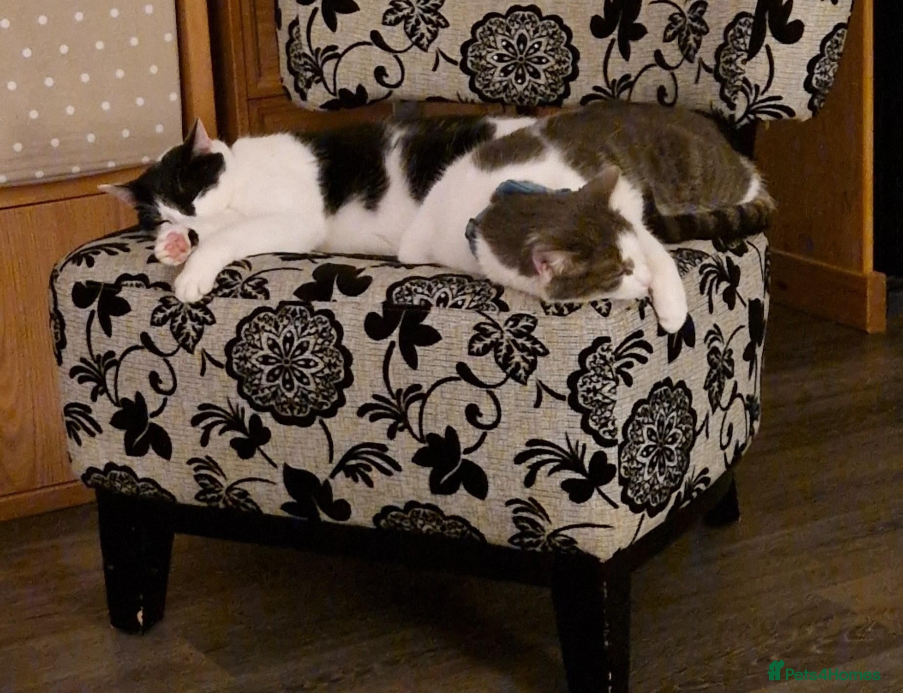 Mixed Breed cats 2 adult cats (brothers  - Advert 1