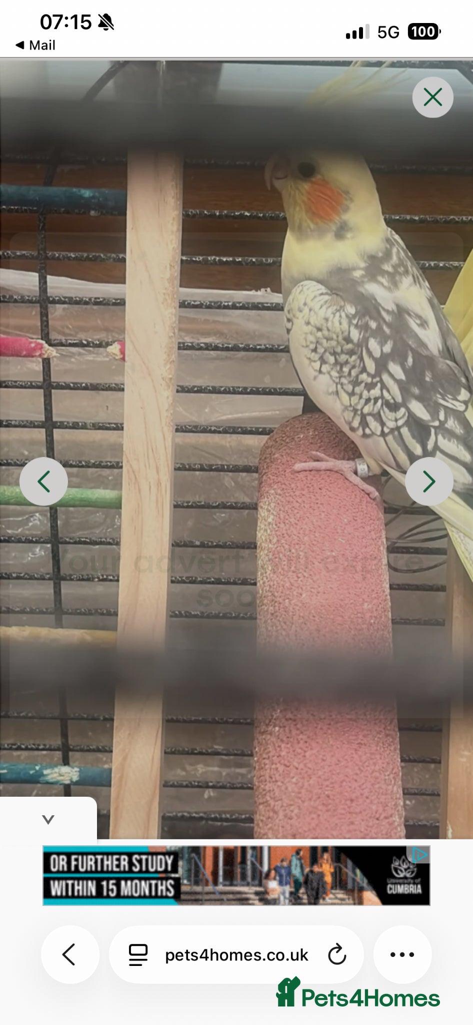 Cockatiels birds Lovely cockatiel - Advert 18