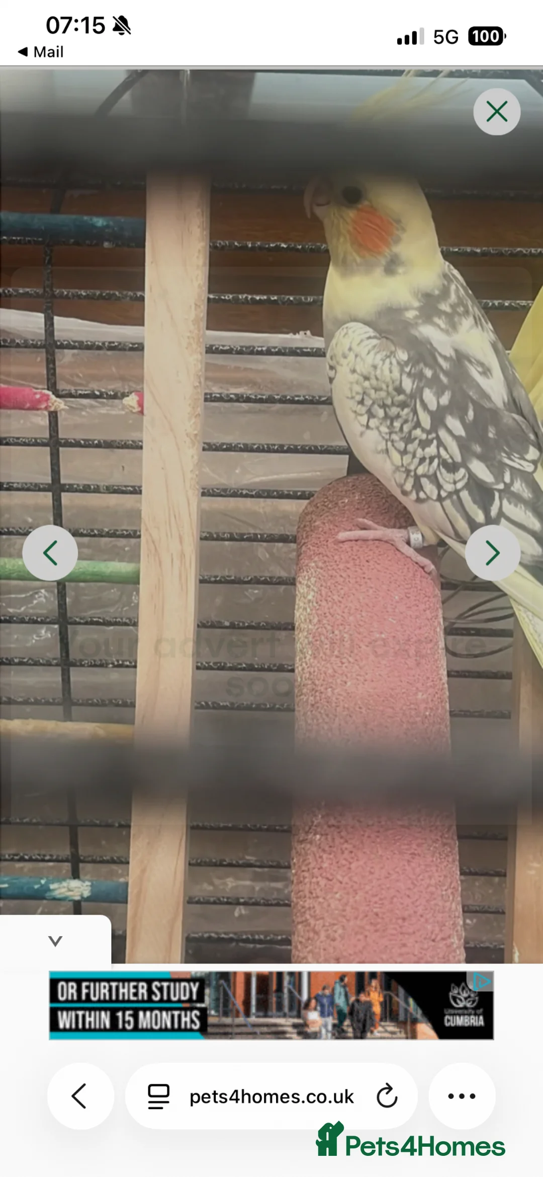 Cockatiels birds for sale: Lovely cockatiels  - Advert 2