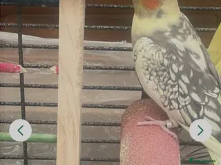 Cockatiels birds Lovely cockatiel - Advert 18