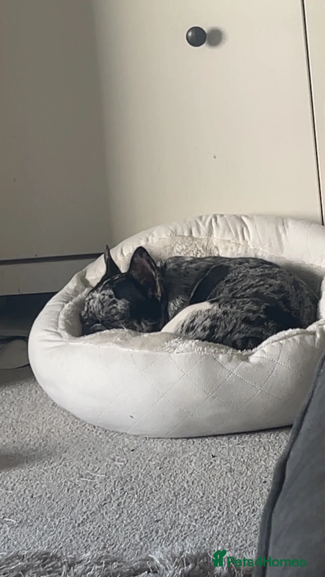 French Bulldog dogs for sale: Frenchie boy for rehoming  - Advert 2