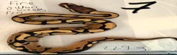 Python Snake reptiles for sale: Royal pythons - Advert 6