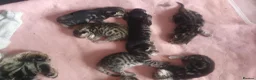 Bengal cats for sale: Bengal tabby  in Reading - Advert 14