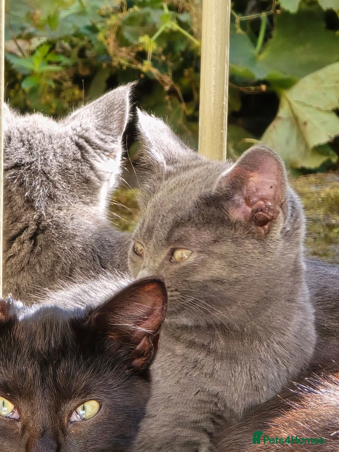 Mixed Breed cats for sale: 3 young gorgeous kittens  in Skipton - Advert 2