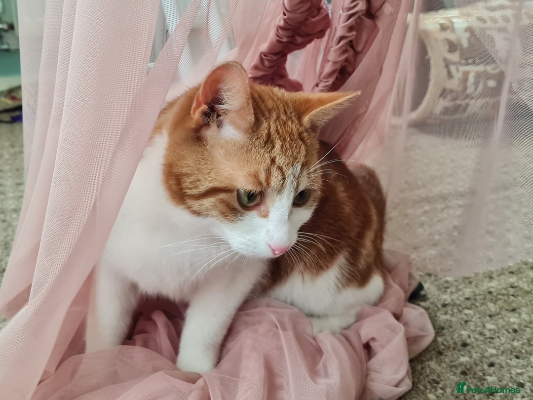 Mixed Breed cats for sale: 2 ginger cats looking for a home (for free) - Advert 3