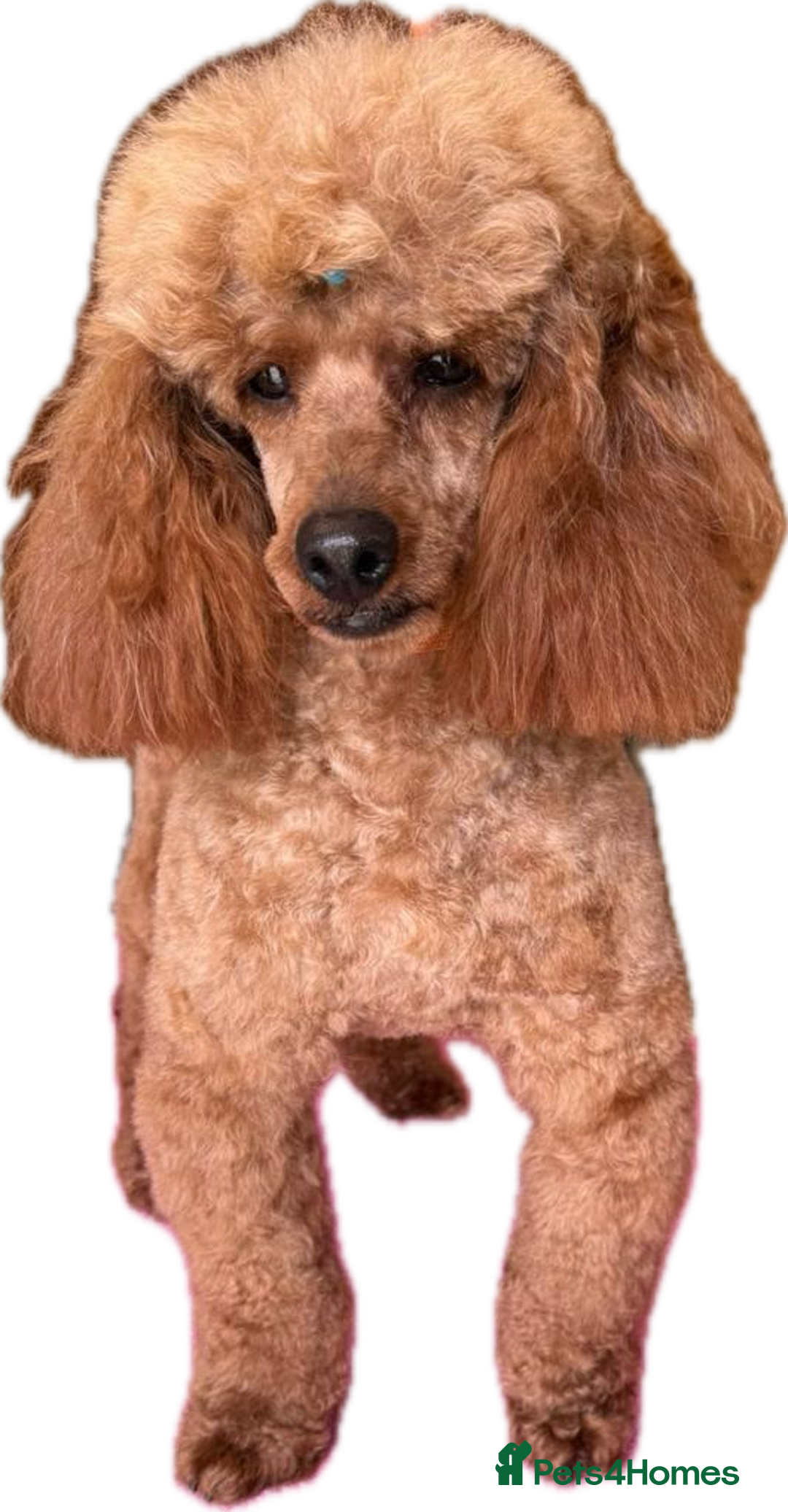 Cockapoo dogs for sale: Cockapoos F1B puppies  - Advert 16