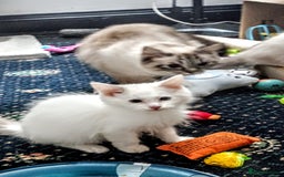 Ragdoll cats for sale: Pedigree Ragdolls for sale £495 - Image 17