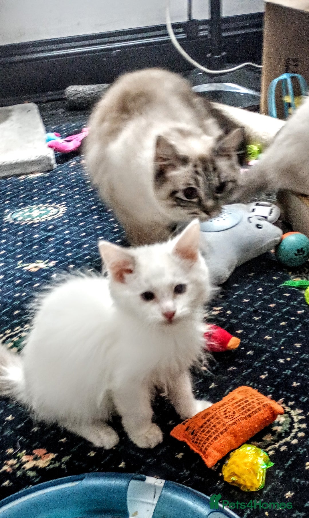 Ragdoll cats for sale: Pedigree Ragdolls for sale £495 - Image 17