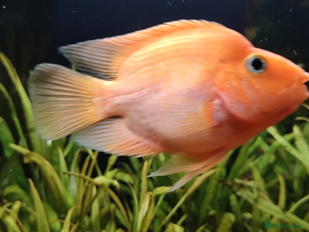 Other/Mixed Breed fish for sale: Orange Parrot Cichlid (Parrot Fish) - Image 4