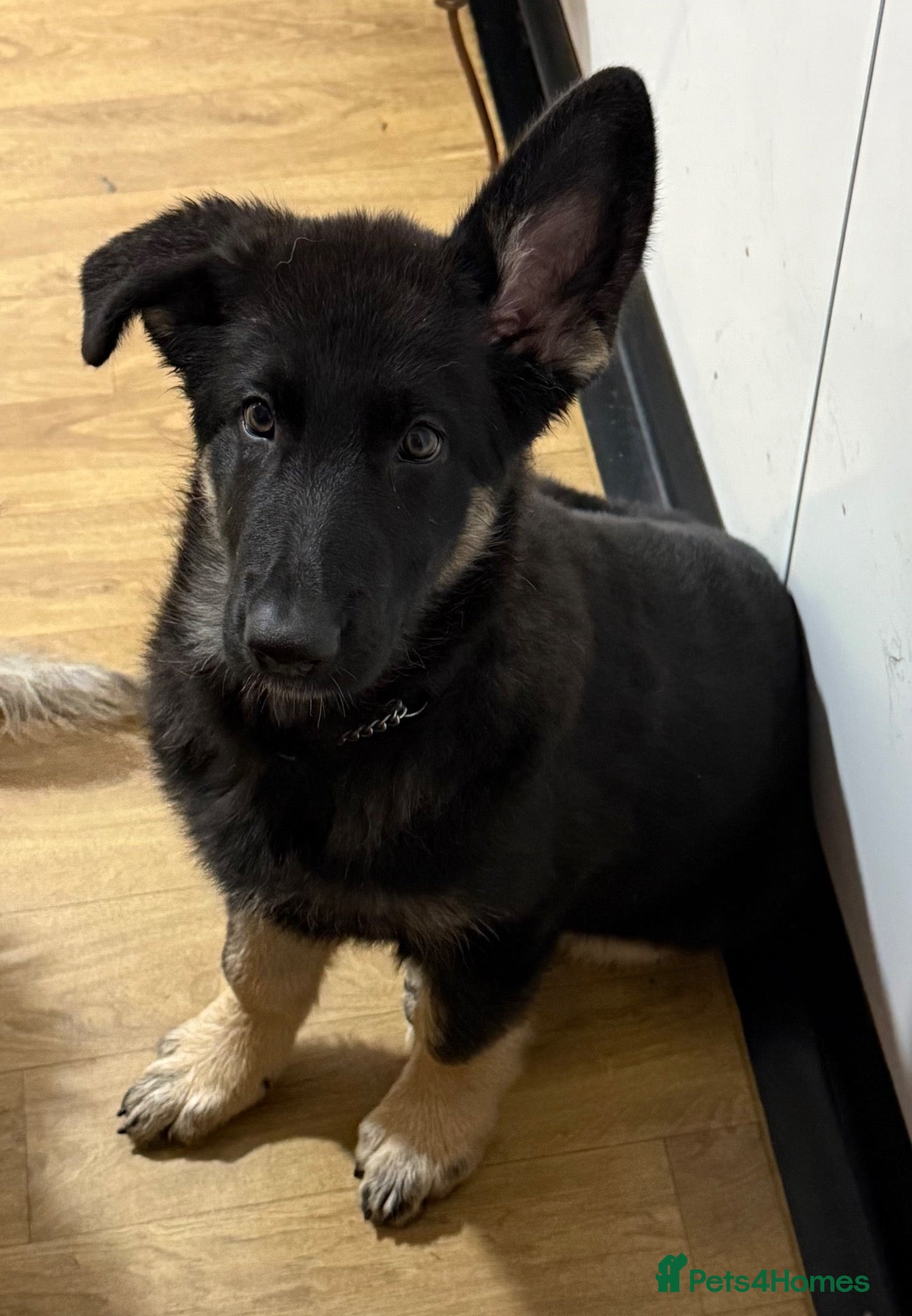 German Shepherd dogs Reduced further they carry Isabella Kcreg GSD pups - Advert 2