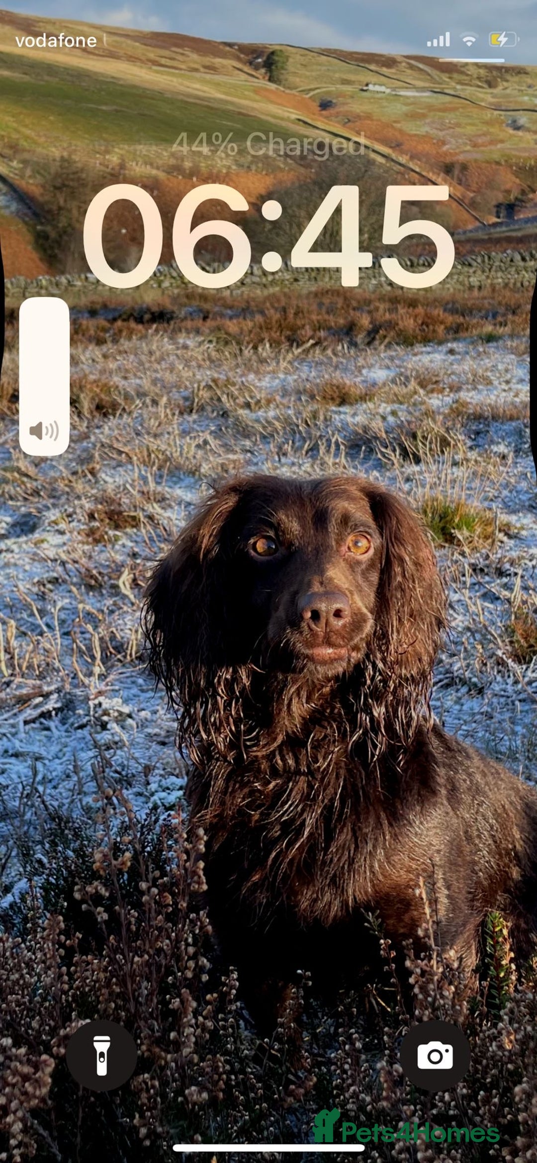 Cocker Spaniel dogs for sale: Kc reg cocker spaniel  - Image 8