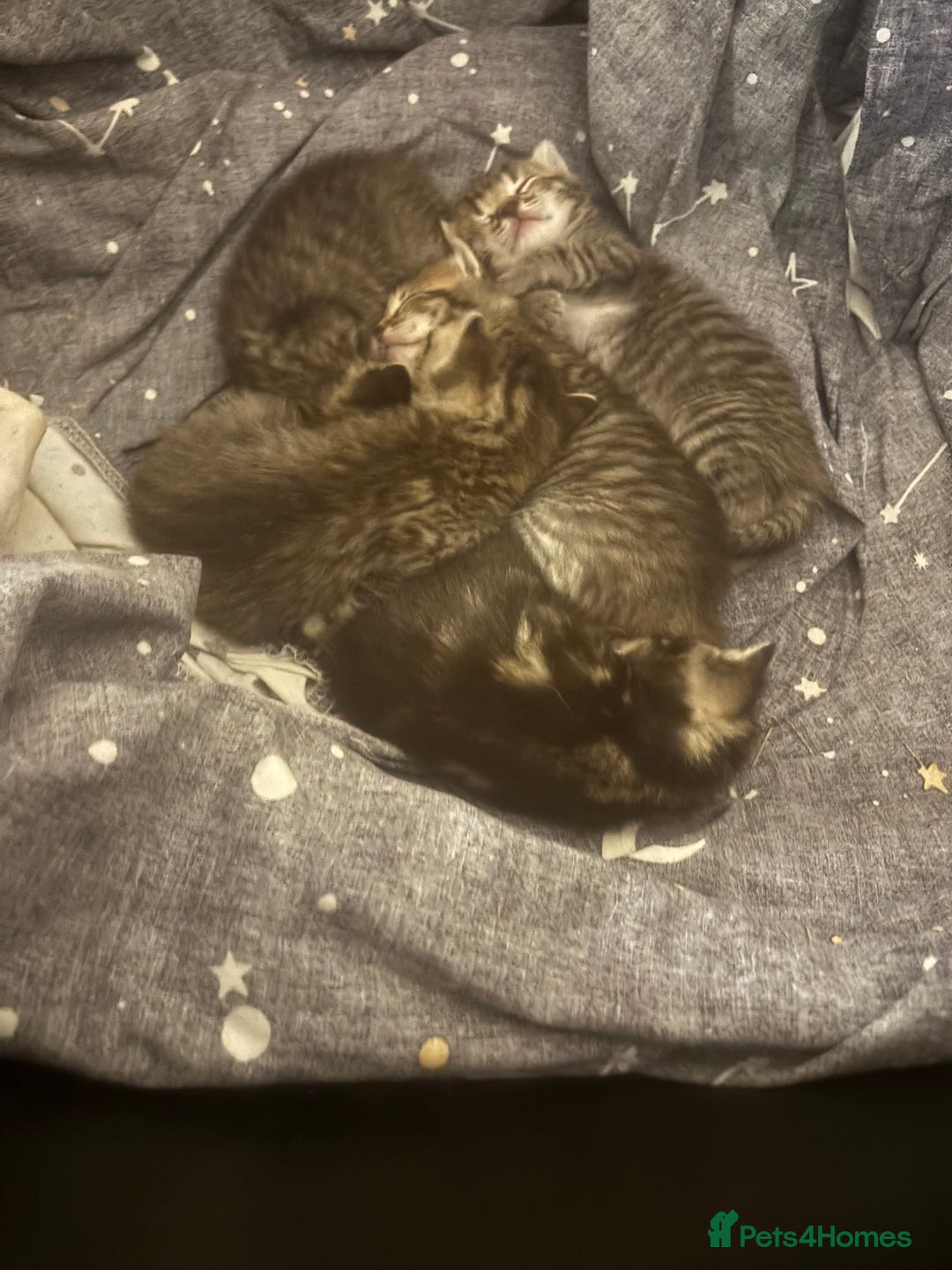 Bengal cats for sale: Bengal kittens  - Advert 12