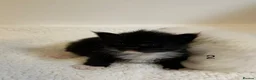 Maine Coon cats for sale: Polydactyl Maine coon kittens  - Advert 2