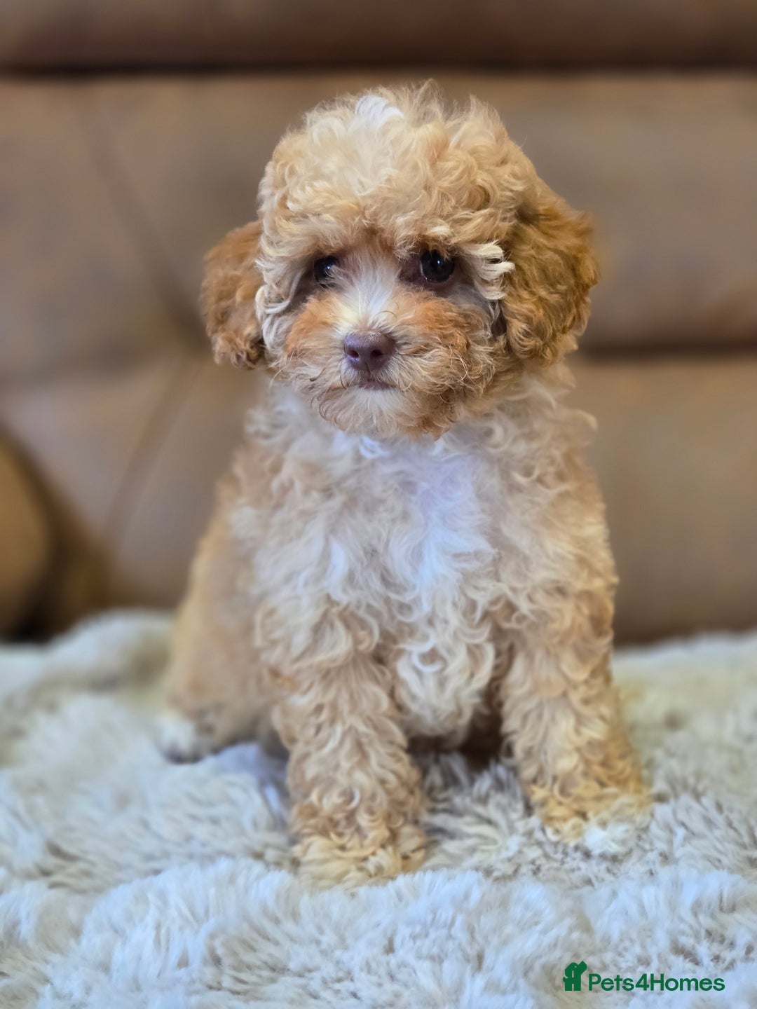 Cavapoo dogs for sale: 1 SMALL RED GIRL READY TO GO NOW!!  - Image 3