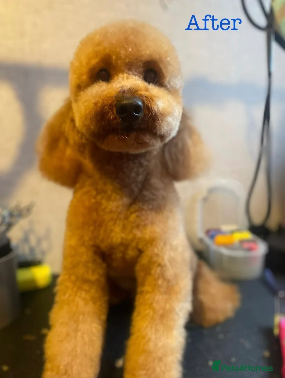 Toy Poodle dogs for stud: Coco  - Advert 7