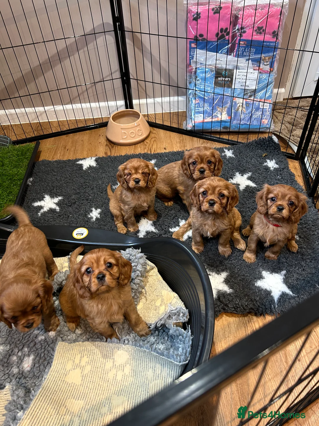 Cavalier King Charles Spaniel dogs for stud: 🌹KC REGISTERED HEALTH TESTED RUBY CKC FOR STUD in Sheerness - Advert 8