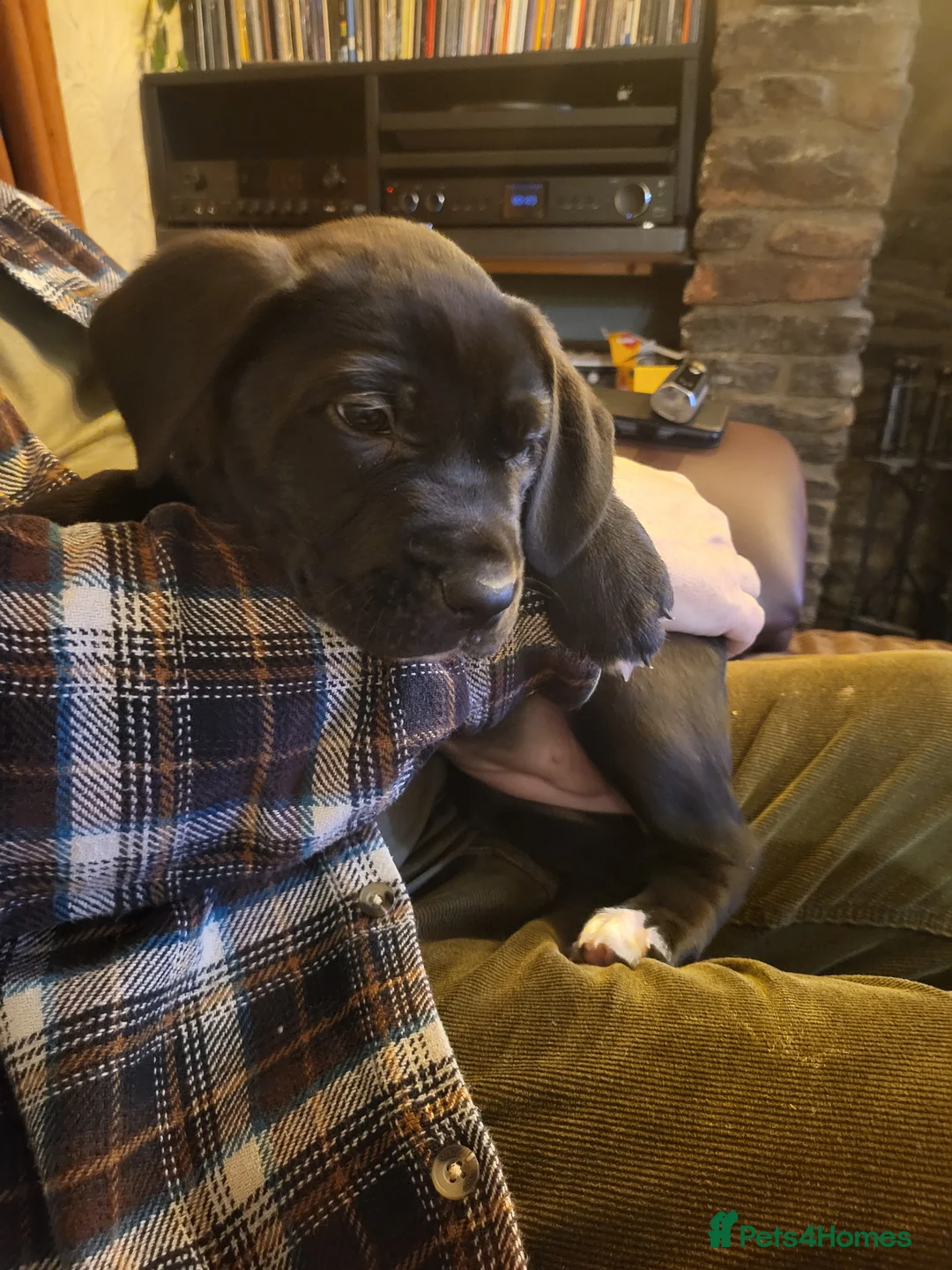Mixed Breed dogs for sale: Cane Corso X Newfoundland/Labrador Puppies - Advert 3