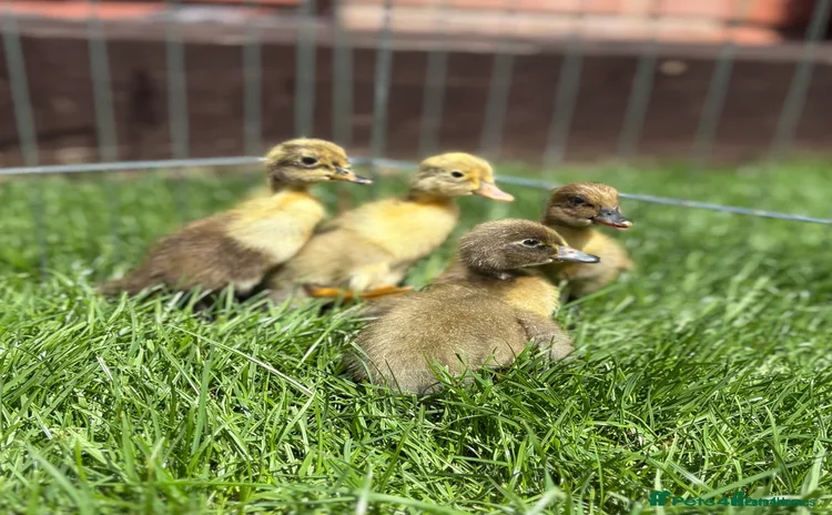 Ducks poultry - Advert 1