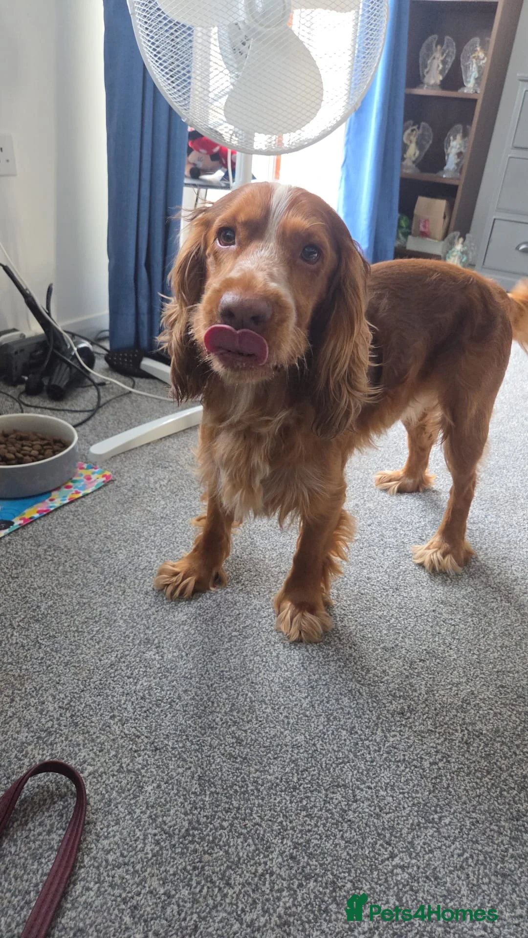 Cocker Spaniel dogs for sale: PADDY OUR MUCH-LOVED 6-YEAR-OLD COCKER SPANIEL - Advert 2
