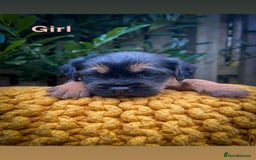 Border Terrier dogs for sale: Border Terrier - Image 1