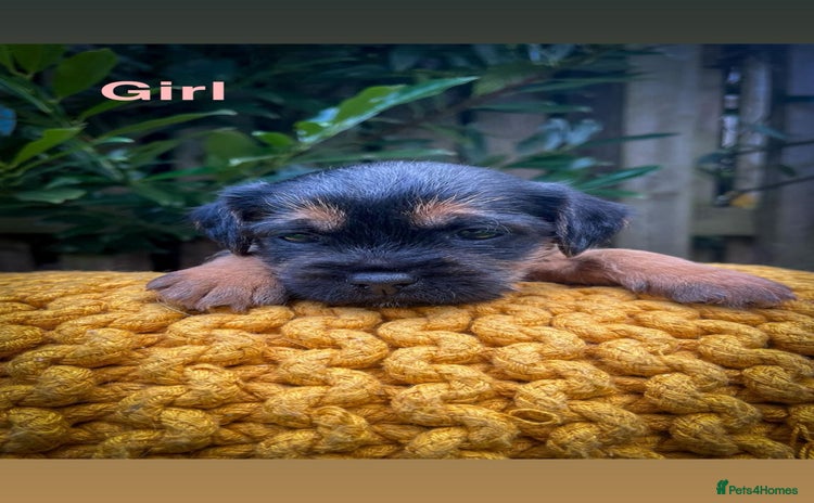 Border Terrier dogs - Advert 1