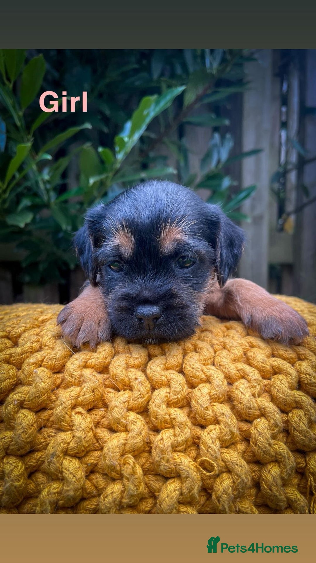 Border Terrier dogs for sale: Border Terrier - Image 1