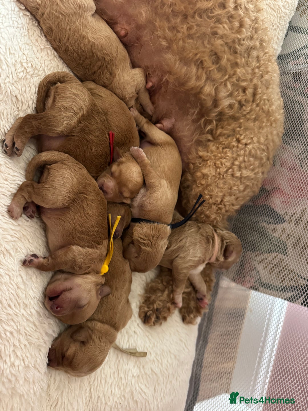 Mixed Breed dogs for sale: 💕 Gorgeous Cavapoochon Puppies 💕  - Image 11