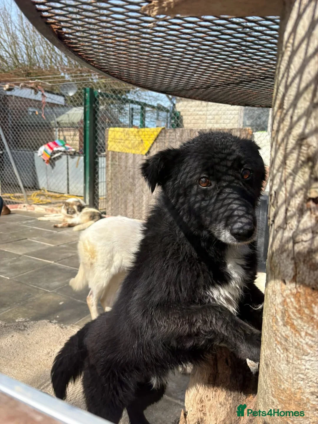 Mixed Breed dogs for adoption: Jet - Norwich Norfolk  - Advert 1