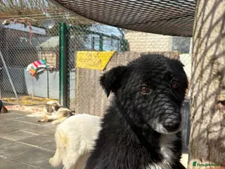 Mixed Breed dogs Jet - Norwich Norfolk - Advert 1