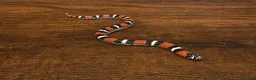 Mixed Breed reptiles for sale: Tri Colour Hognose Snakes  - Advert 6