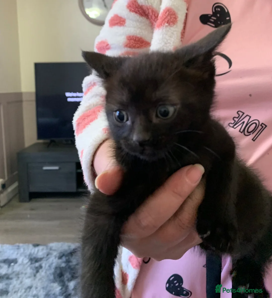 Mixed Breed cats for sale: Kittens  in London - Advert 2