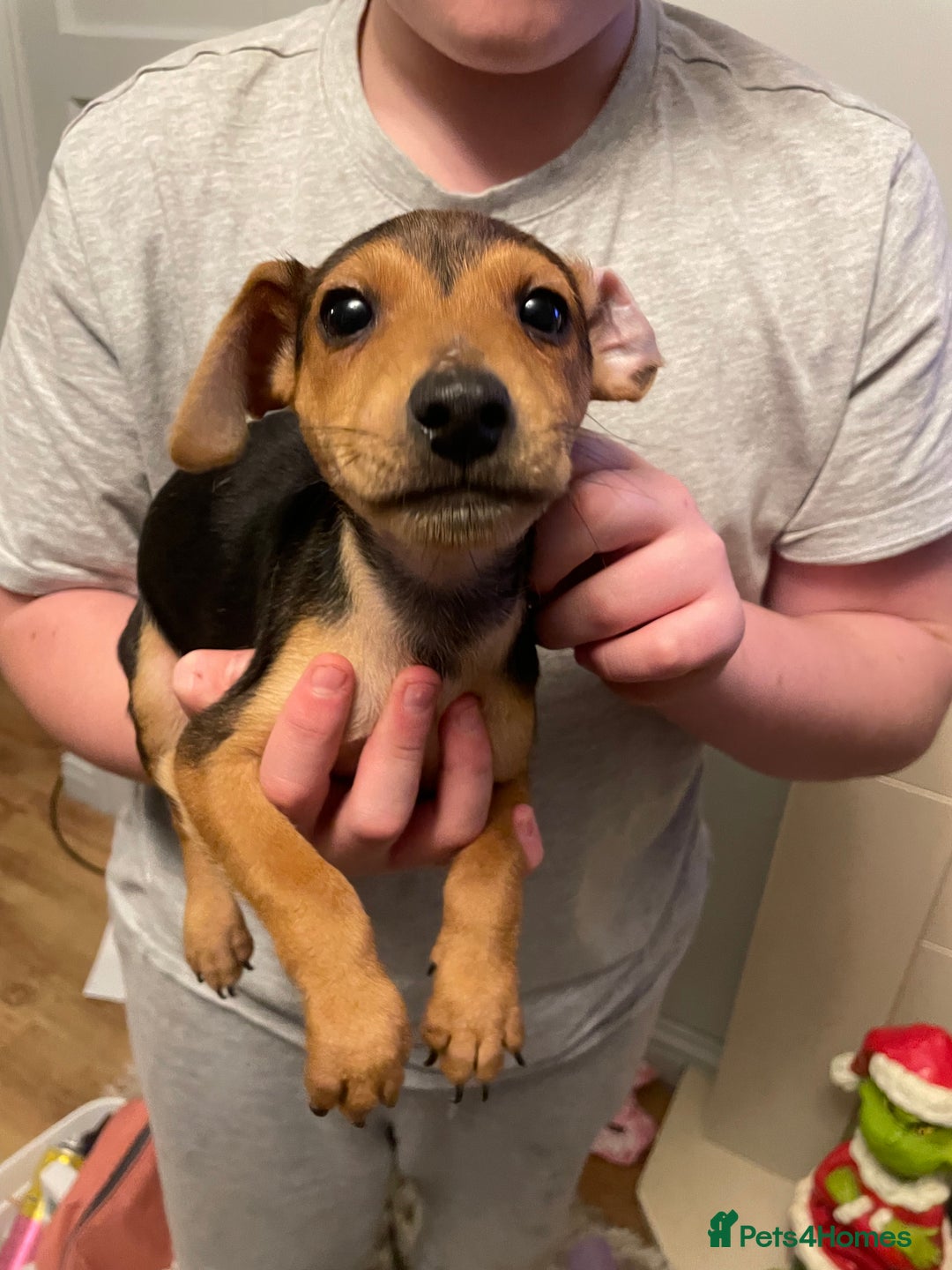 Jack Russell dogs for sale: Jack Russel puppy’s Ready to leave  - Advert 12