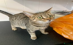 Mixed Breed cats for sale: Boy kitten looking for he’s for ever home  - Image 13