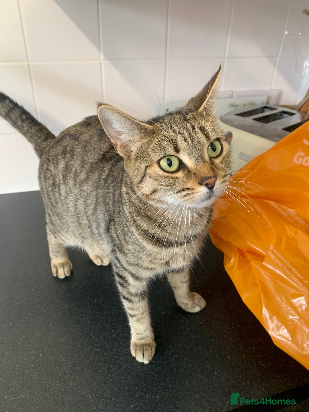 Mixed Breed cats for sale: Boy kitten looking for he’s for ever home  - Image 13