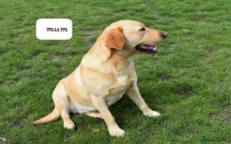 Labrador Retriever dogs for sale: *Beautiful cream labradoodle pups* - Image 9