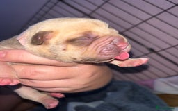 American Bully dogs for sale: Pocket bully puppy’s  - Image 39