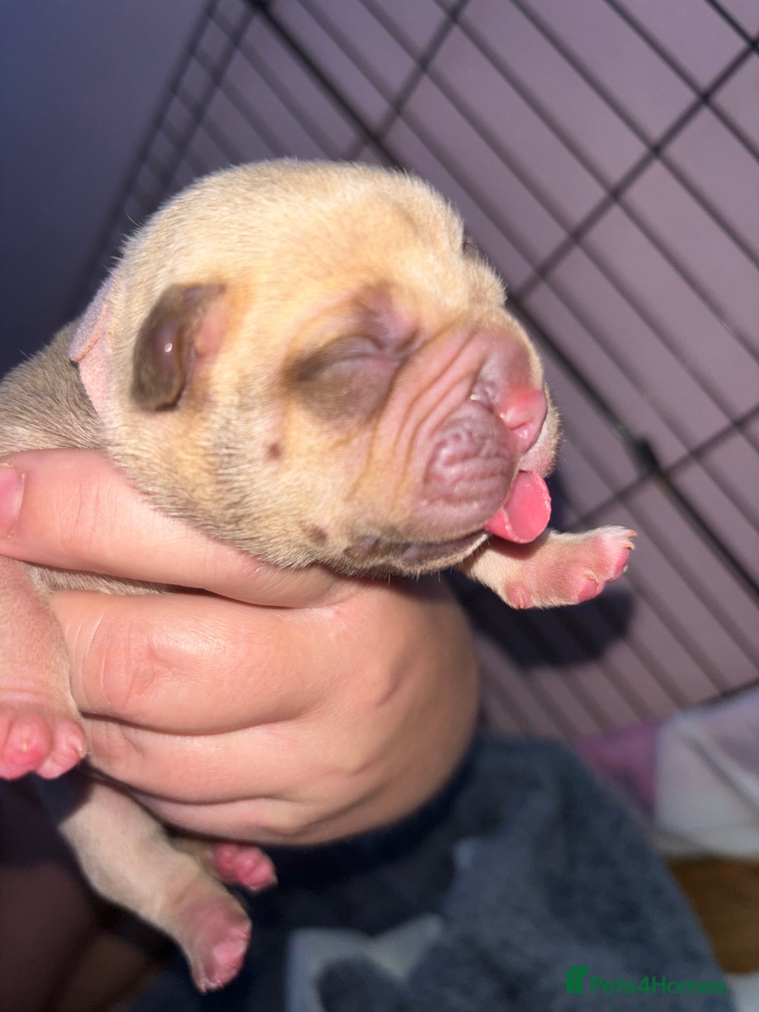 American Bully dogs for sale: Pocket bully puppy’s  - Image 39
