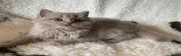 British Longhair cats for sale: GCCF kittens  - Advert 11