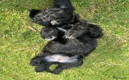 Portuguese Water Dog dogs for sale: Portuguese Water Dog puppies for sale in Oakham - Image 8