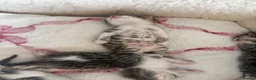 Bengal cats for sale: Beautiful Bengal X Kittens  - Advert 18