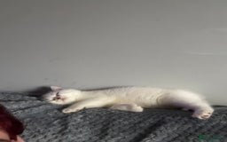 British Shorthair cats for sale: Las girl for loving home  - Image 2
