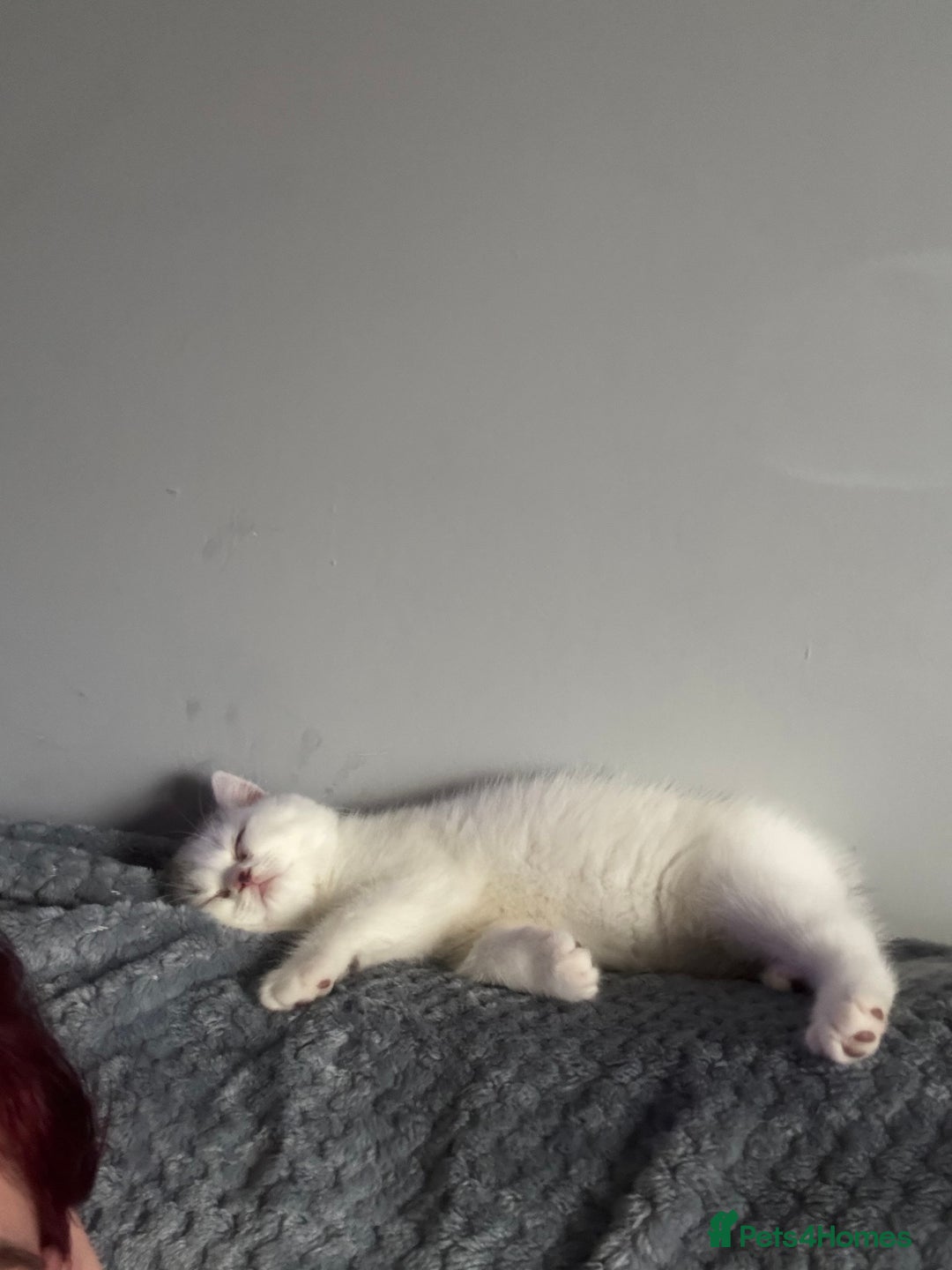 British Shorthair cats for sale: Las girl for loving home  - Image 2