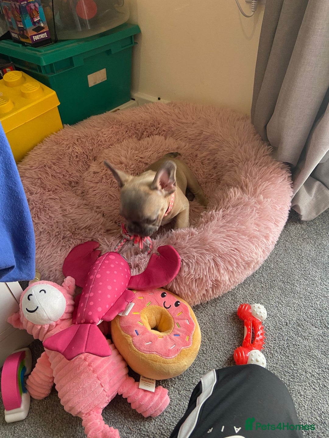 French Bulldog dogs for sale: Female French bulldog ❤️ - Image 5